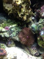 ImageUploadedByReefs1370153096.577207.jpg