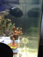 ImageUploadedByReefs1370153240.843469.jpg