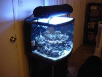 ImageUploadedByReefs1366635332.763268.jpg