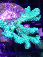 ImageUploadedByReefs1374015434.269601.jpg