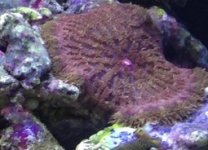 ImageUploadedByReefs1370189053.478765.jpg