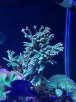 ImageUploadedByReefs1364665771.634677.jpg