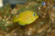 9.5.13.atlantic-blue-tang-juv2.jpg