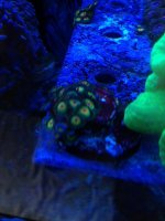 ImageUploadedByReefs1361065539.140002.jpg