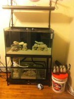 ImageUploadedByReefs1352729824.587830.jpg