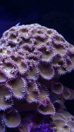 ImageUploadedByReefs1361067659.212689.jpg