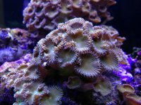 ImageUploadedByReefs1361067699.164087.jpg