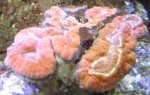 IMG_1705.jpg