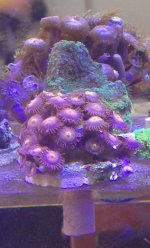 ImageUploadedByReefs1364672183.752349.jpg