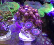 ImageUploadedByReefs1364672191.471120.jpg