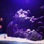 ImageUploadedByReefs1374026154.071509.jpg