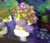 ImageUploadedByReefs1364672199.120741.jpg