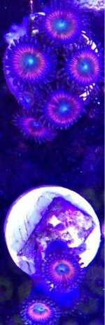 ImageUploadedByReefs1364672206.252437.jpg