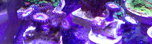 ImageUploadedByReefs1364672212.402366.jpg