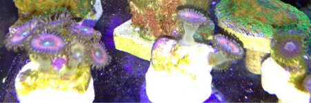 ImageUploadedByReefs1364672218.735789.jpg