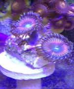 ImageUploadedByReefs1364672340.133797.jpg