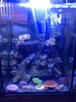 ImageUploadedByReefs1352741266.351273.jpg