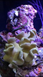 ImageUploadedByReefs1374035601.813752.jpg