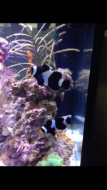ImageUploadedByReefs1374035614.096430.jpg
