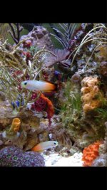 ImageUploadedByReefs1374035626.562774.jpg