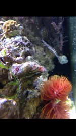 ImageUploadedByReefs1374035634.946200.jpg