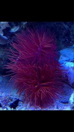 ImageUploadedByReefs1374035642.529879.jpg