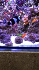 ImageUploadedByReefs1374035651.630207.jpg