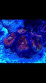 ImageUploadedByReefs1374035676.229642.jpg