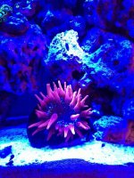 ImageUploadedByReefs1361135438.055040.jpg