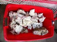 ImageUploadedByReefs1364692962.965138.jpg