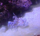 ImageUploadedByReefs1378434003.147800.jpg