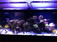 ImageUploadedByReefs1374050897.389556.jpg
