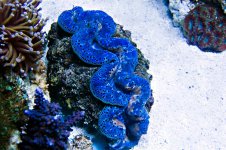 Tahitian-Tuamotu-Giant-Maxima-Clam.jpg