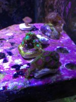 ImageUploadedByReefs1366749801.535133.jpg