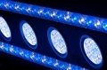 Acan 800 24inch.jpg