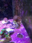 ImageUploadedByReefs1366749815.867935.jpg