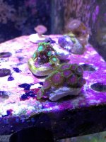 ImageUploadedByReefs1366749833.401376.jpg