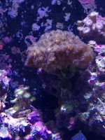 ImageUploadedByReefs1366749852.303880.jpg
