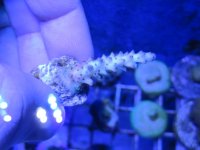 ImageUploadedByReefs1364699011.360938.jpg