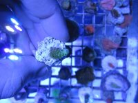 ImageUploadedByReefs1364699067.260678.jpg