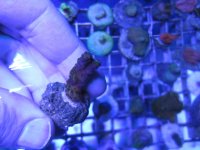 ImageUploadedByReefs1364699134.339481.jpg