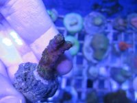 ImageUploadedByReefs1364699149.647062.jpg