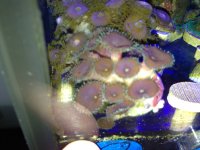 ImageUploadedByReefs1364743008.802947.jpg