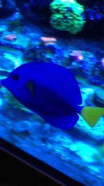 ImageUploadedByReefs1364757336.348937.jpg