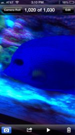 ImageUploadedByReefs1364757345.556601.jpg