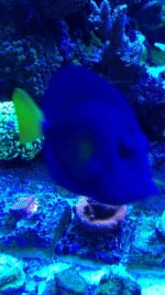 ImageUploadedByReefs1364757353.940527.jpg