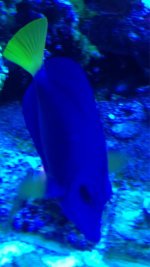 ImageUploadedByReefs1364757371.672831.jpg