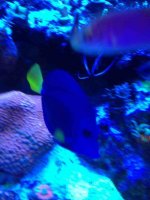 ImageUploadedByReefs1364757381.540763.jpg