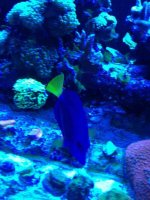 ImageUploadedByReefs1364757410.140843.jpg