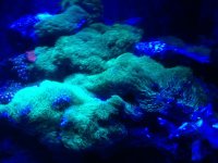 ImageUploadedByReefs1370316661.449058.jpg